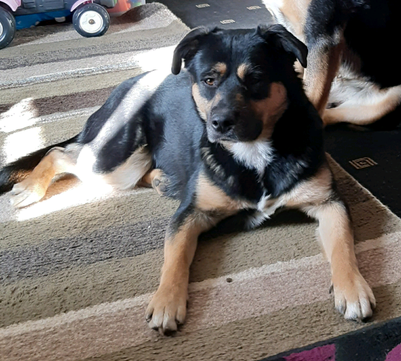 gumtree dogs north east